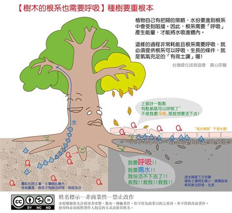 種樹|苗木種植SOP（上）